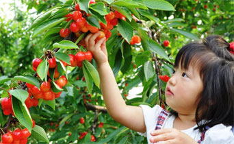 ■□ 6.7 moon-limited! Sweet-sour cherry which shines in early summer! Fresh and young, delicious cherries are served unlimitedly for 30 minutes in garden! □* You keep tofu and local virginity material to make with famous clear water and white soybean based on "local production for local consumption" alive in YUTORIAN and can eat "original dish" to build up in front of the visitor.