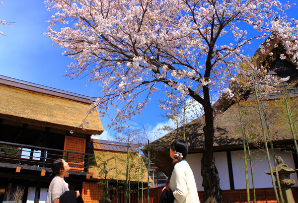 長屋門前の桜